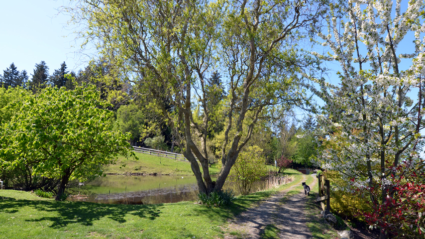 pond pathway